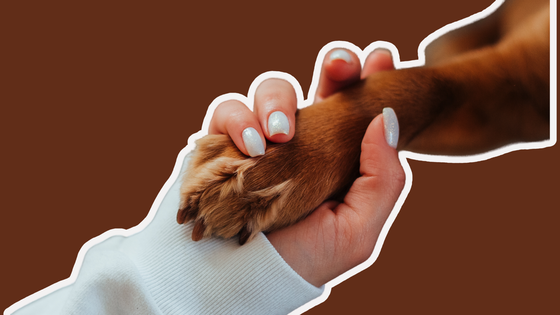 Small Changes, Big Impact: Easy Eco-Friendly Swaps for Every Pet Parent