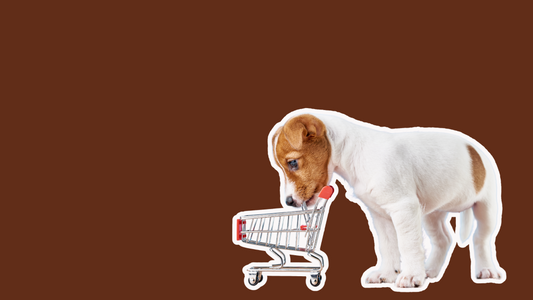 Beyond the Bag: Creative Ways to Reduce Pet Waste (and Why It Matters)